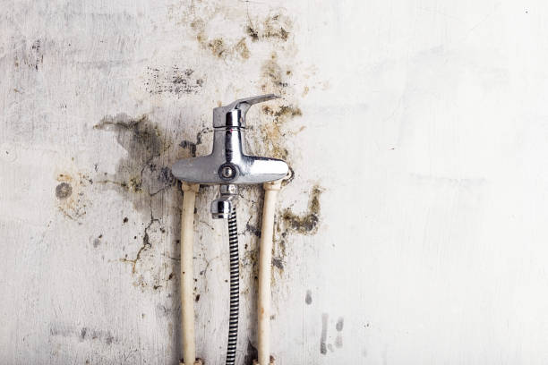 Best Mold Inspection  in Oroville, CA
