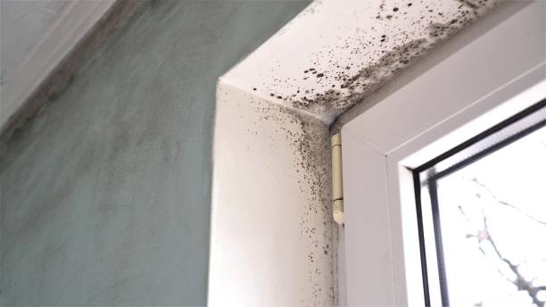Best Toxic Mold Removal  in Oroville, CA