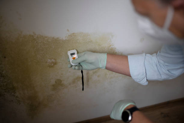 Best Certified Mold Removal  in Oroville, CA