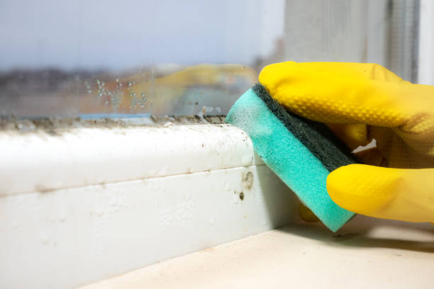 Best Affordable Mold Removal  in Oroville, CA
