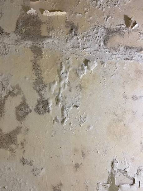 Best Black Mold Removal  in Oroville, CA