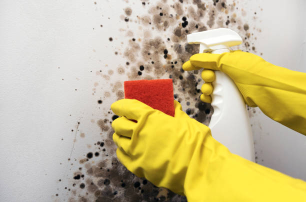 Best Mold Cleaning Services  in Oroville, CA