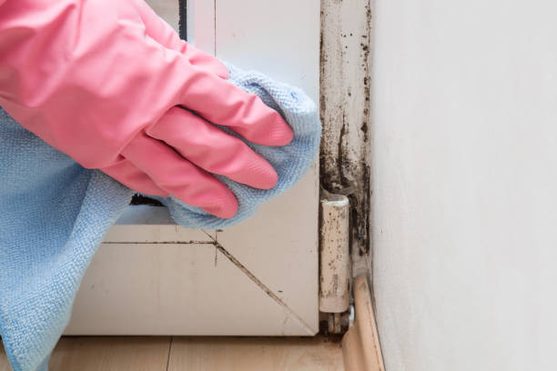 Best Attic Mold Removal  in Oroville, CA